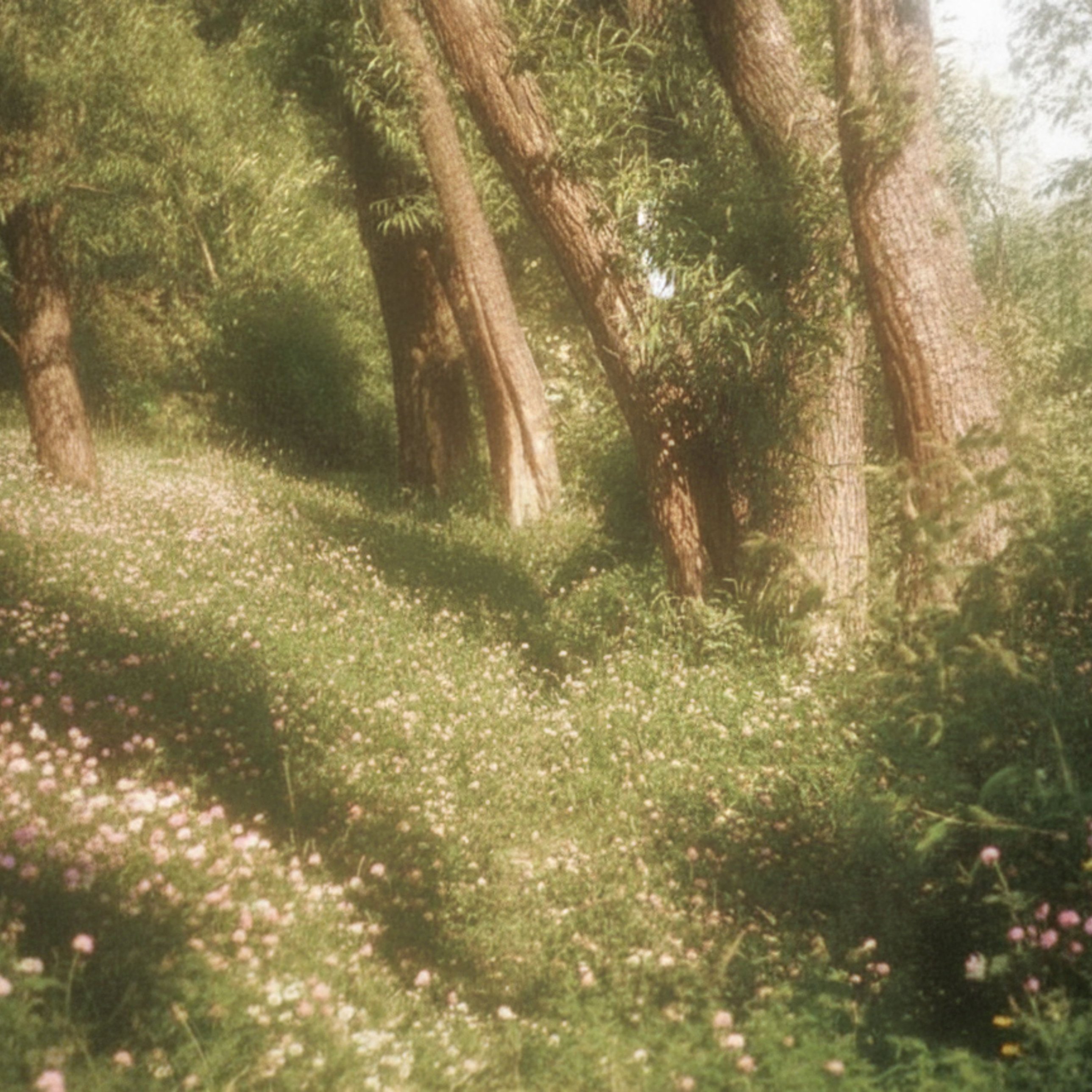 Wildflowers in dappled forest light