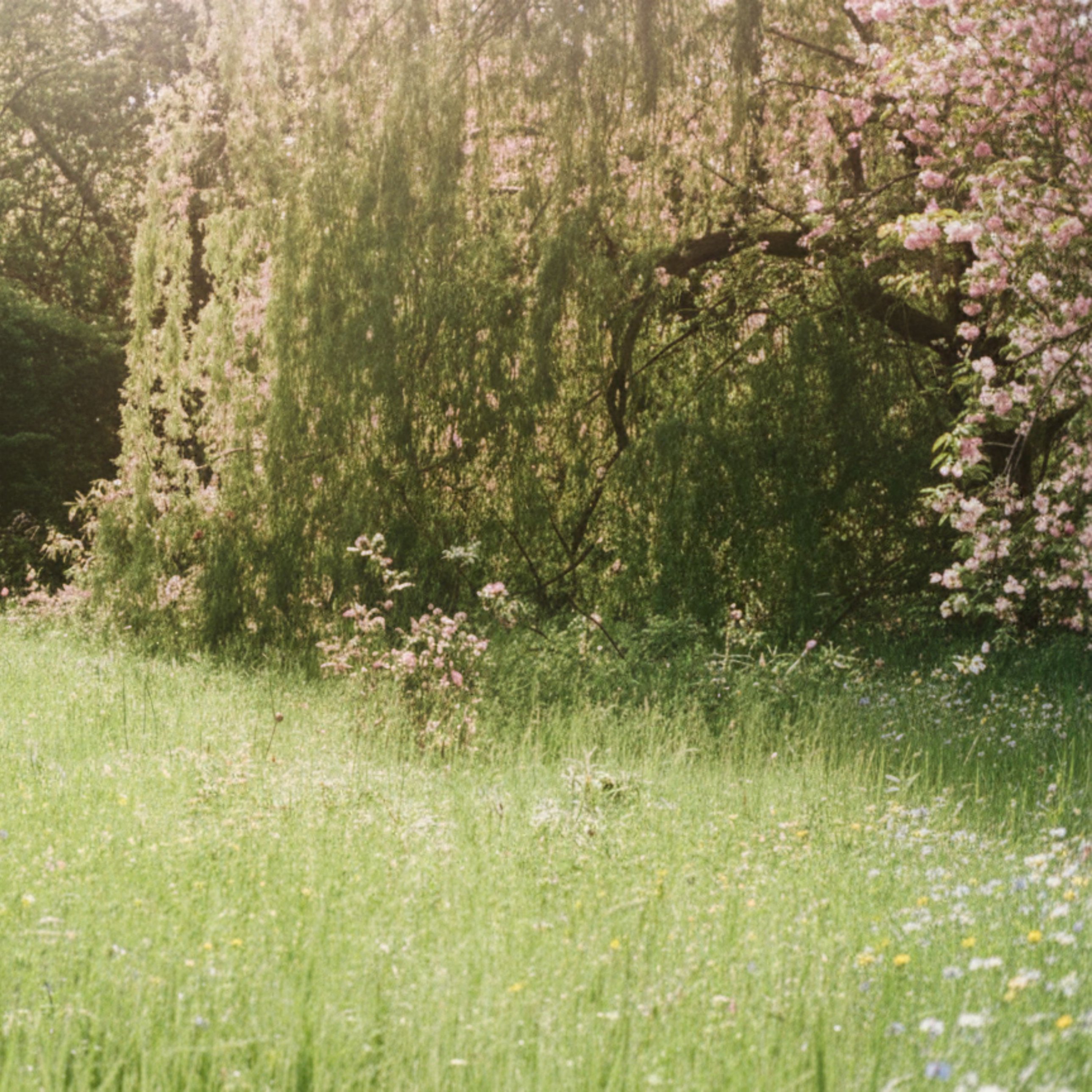Blossoming willow tree in a sunlit meadow
